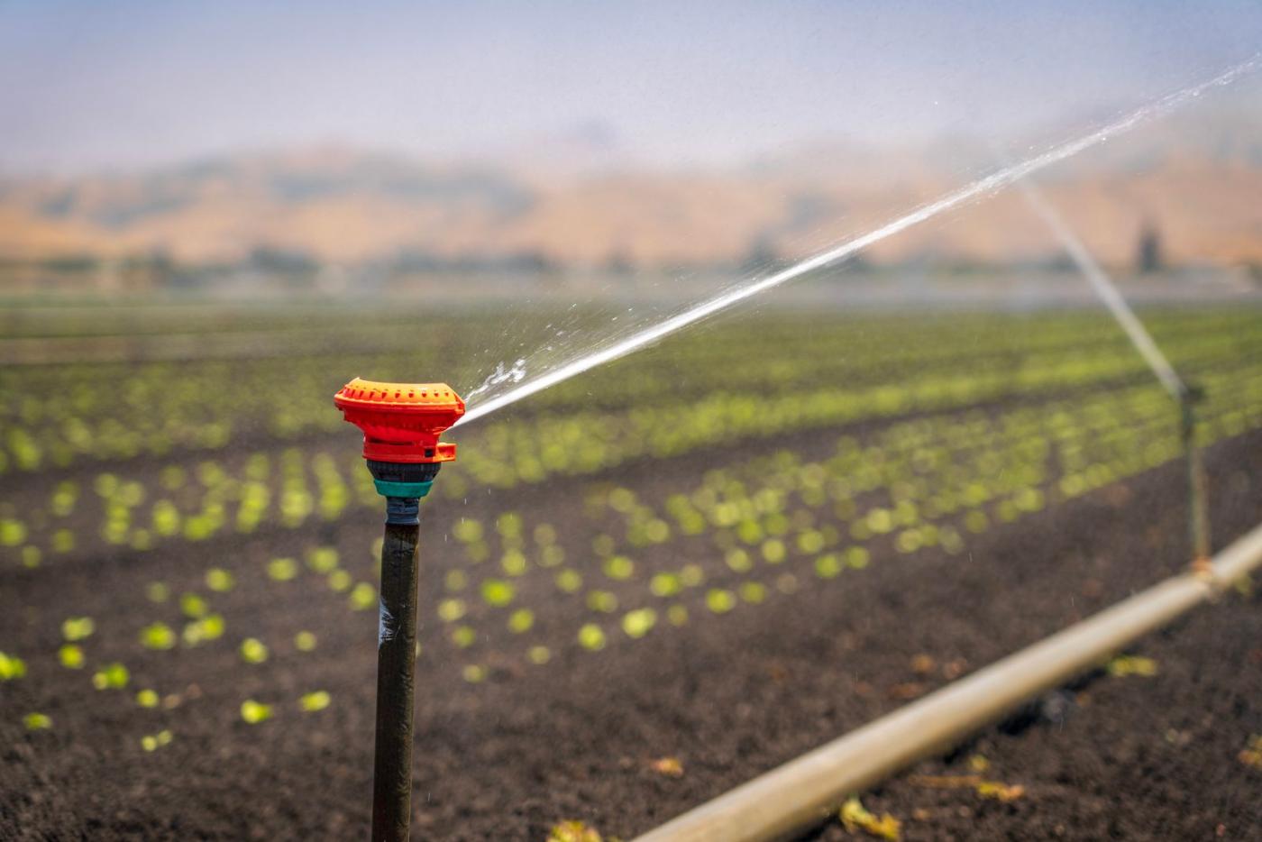 Sprinkler bewässert ein grünes Feld unter blauem Himmel